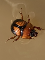 Bolbocerosoma farctum