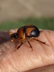 Bolbocerosoma farctum