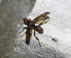 Pyrgota undata