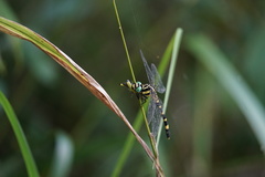 Lamelligomphus ringens