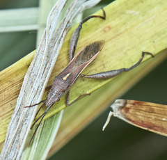 Mirperus jaculus