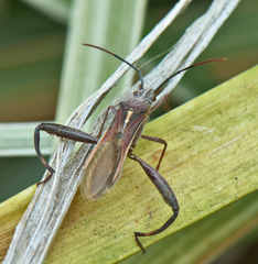 Mirperus jaculus