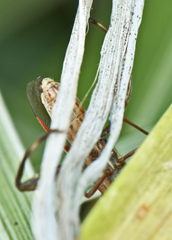 Mirperus jaculus