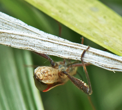 Mirperus jaculus