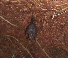 Rhinolophus beddomei