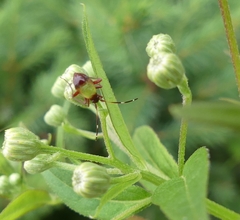 Adelphocoris rapidus