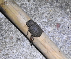 Trogidae