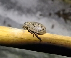Trogidae