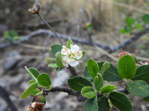 Image of Malacomeles denticulata by (c) Leticia Jiménez Hernández, some rights reserved (CC BY-SA)