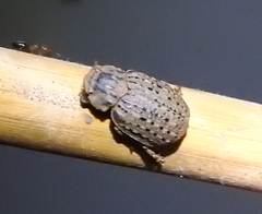 Trogidae