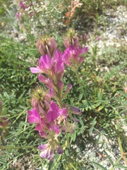 Hedysarum ucrainicum