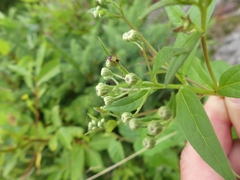 Adelphocoris rapidus