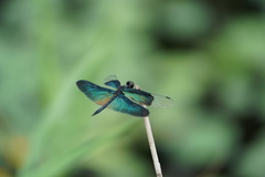 Rhyothemis fuliginosa