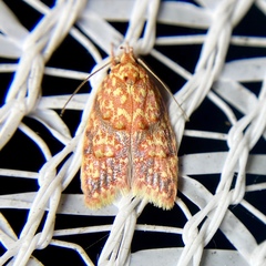 Lophopepla igniferella
