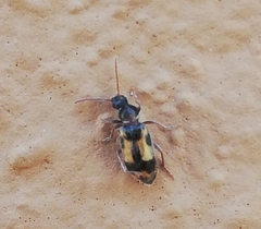 Notoxus brachycerus