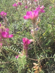 Hedysarum ucrainicum