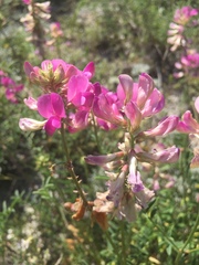 Hedysarum ucrainicum