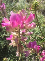 Hedysarum ucrainicum