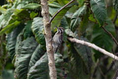 Chloropicus obsoletus