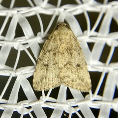 Tolpia conscitulana