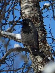 Corvus cornix