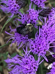 Bombus impatiens