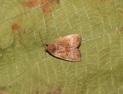 Hampsonodes