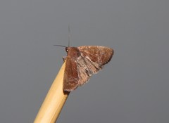 Hampsonodes