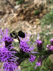 Bombus impatiens