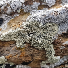 Lecanora sulphurea
