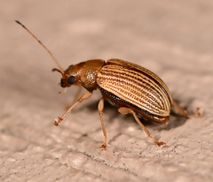 Colaspis brunnea
