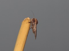 Hampsonodes