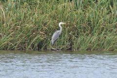 Ardea cinerea