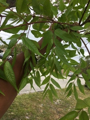 Magnoliopsida