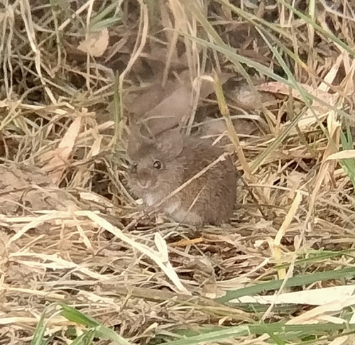 Southern Cotton Rat