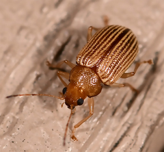 Colaspis brunnea