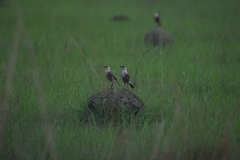 Myrmecocichla tholloni