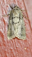 Sympistis dinalda