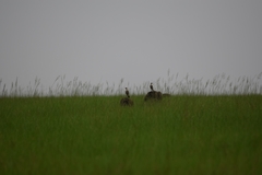 Myrmecocichla tholloni