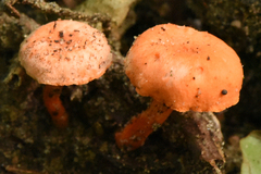 Cantharellus corallinus