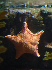 Hippasteria phrygiana