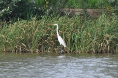 Ardea alba