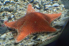 Hippasteria phrygiana