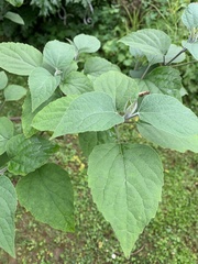 Clerodendrum trichotomum