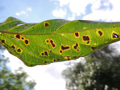 Sphaerulina cornicola