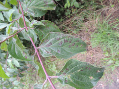 Sphaerulina cornicola