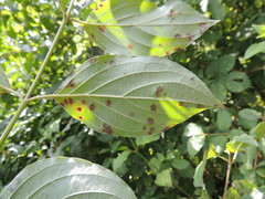 Sphaerulina cornicola