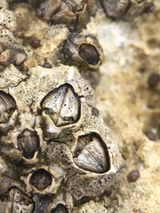 Collemopsidium sublitorale