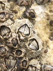 Collemopsidium sublitorale