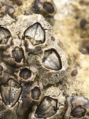 Collemopsidium sublitorale